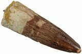 Fossil Spinosaurus Tooth - Real Dinosaur Tooth #230732-1